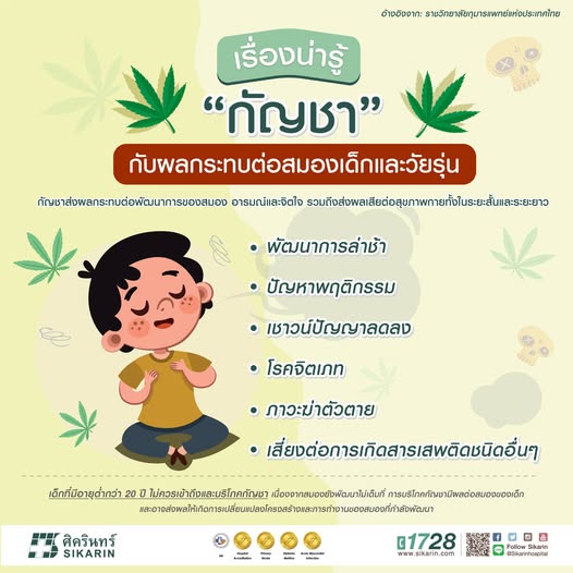 รวมเนื้อหาเกี่ยวกับกัญชา 486256431 9704110056305913 7208328876222247000 n