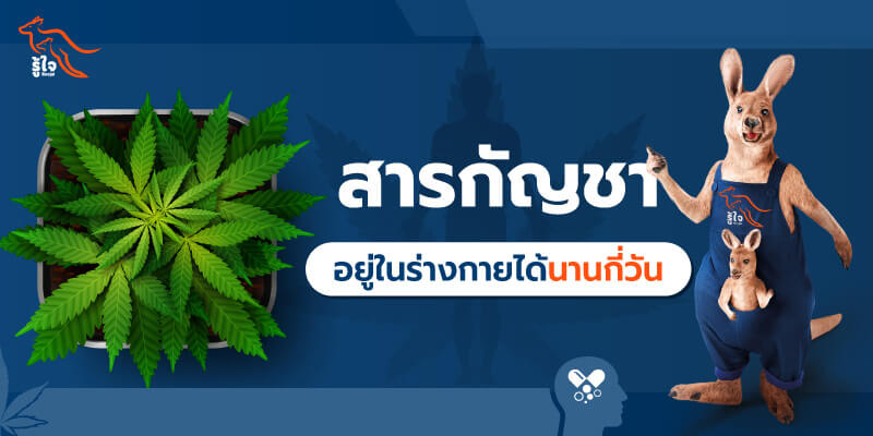 รวมเนื้อหาเกี่ยวกับกัญชา how long cannabis stay in body blood urine cover